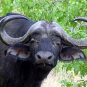 Buffalo