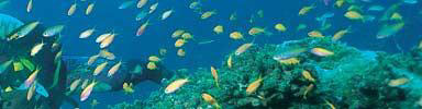 Quirimbas Archipelago - Incredible Diving