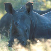 White Rhino