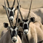 Flying Safaris in Africa