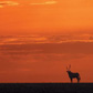 Luxury Air Safaris