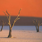 Namib Desrt