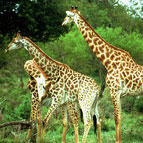 Giraffe