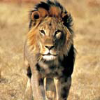 Lion Charging