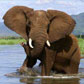 Mana Pools Canoe Safari