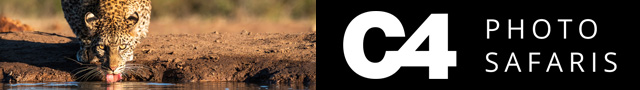 C4 Photo Safaris