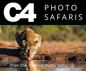 C4 Photo Safaris