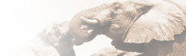 African Safari travel and tours