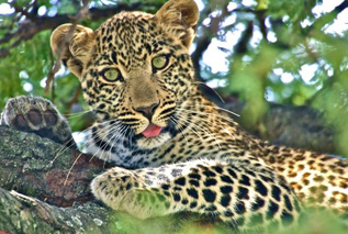Porini Camps, Kenya