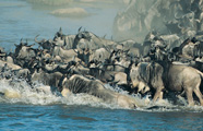 Jenman Safaris