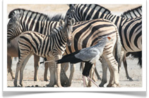 Travel Expert Safaris