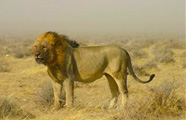 Wildlife Safaris Karibu Safari