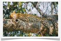 Karibu Safari