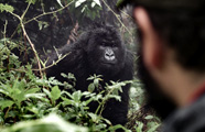 Ker Downey Africa - Gorillas
