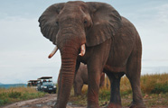 Ker Downey Africa - Safaris