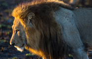 Ker Downey Africa - Victoria Falls