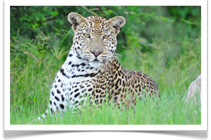 Ker Downey Safaris