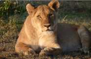Porini Safari Camps