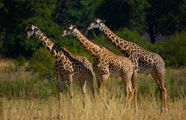 Safari Royale