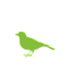 birding specialists africa